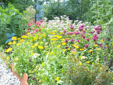 http://www.hildegard-kraeuter-garten.at/media/Eroeffnungsfest 2009/kraeuter-ringelblumen.JPG